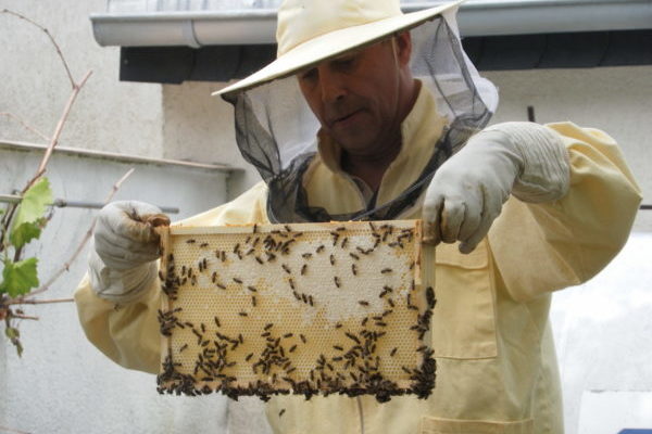 Honigkontrolle